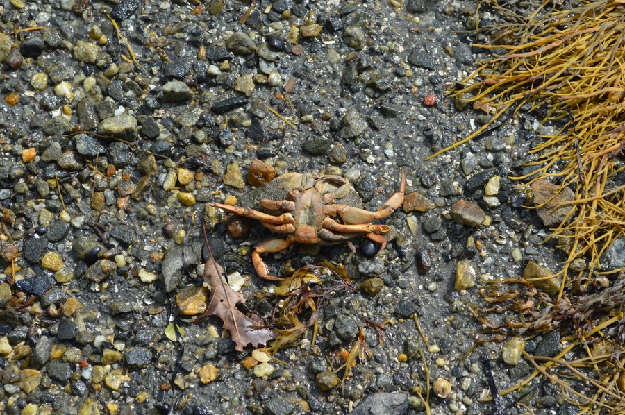 DSC_0250.JPG